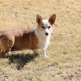 PITTY - Pembroke Welsh Corgi