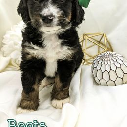Bernedoodle and Bernese Mountain Dog Puppies from Western Skies Kennels