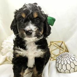Bernedoodle and Bernese Mountain Dog Puppies from Western Skies Kennels