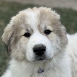 Great Pyrenees from Sapphire Valley Great Pyrenees