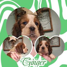 Mistletoe (Now Ginger) - Liver white and tan female English Springer Spaniel puppy in Westover, Maryland from Sterling's springer Haven