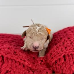 Almond Cluster - Orange Collar - Apricot male Goldendoodle puppy in The Woodlands, Texas from Golden Fields Doodles