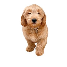 French Bulldog and Goldendoodle Puppies from The Pup Spot