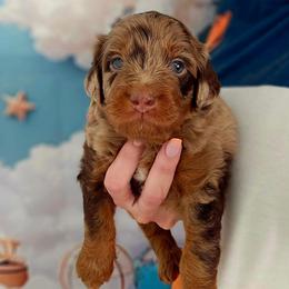 Billie - Red merle female Aussiedoodle puppy in Prescott Valley, Arizona from Ramirez Family Doodles