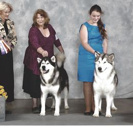 Alaskan Malamutes from Sno-Cub Alaskan Malamutes