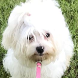 Maltese, Pomeranians, and Shih Tzus from Johnny's Pets