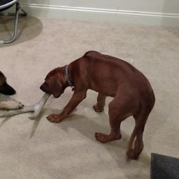 Rhodesian Ridgeback Puppies from Fawn Millette