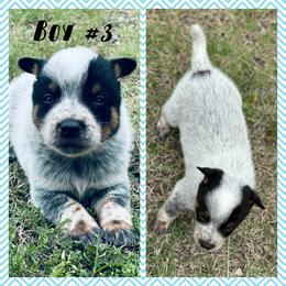 Boy 3 - Blue speckled male Australian Cattle Dog puppy in Prague, Oklahoma from S&B Cattle Co.