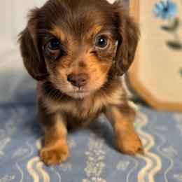 Tiny Tim runt. Is a male. 2000 - Chocolate and tan female Dachshund puppy in Lexington, Oklahoma from Long Doggy Acres Miniature Dachshunds