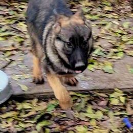 Mia (Brewster) - Sable German Shepherd puppy in Springtown, Texas from Odom's German Shepherds
