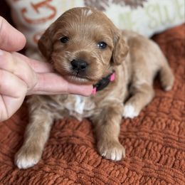 Mel - Apricot female Goldendoodle puppy in Wharton, Texas from Little Fur Friends