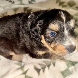 Cider - Black tri-color female Aussiedoodle puppy in Seguin, Texas from Navarro Royal Pups
