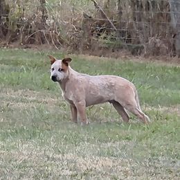 Boy 1 - Red speckled male Australian Cattle Dog puppy in Lewisville, Ohio from By Design ACD