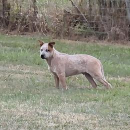 Boy 1 - Red speckled male Australian Cattle Dog puppy in Lewisville, Ohio from By Design ACD
