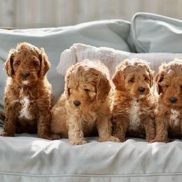 Australian Labradoodles from Mermaid Doodles