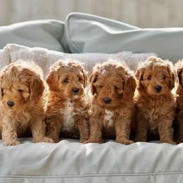 Australian Labradoodles from Mermaid Doodles