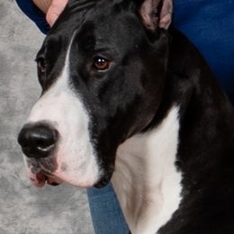 Great Danes from Beehive Great Danes