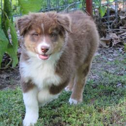 Sawyer - Red tri-color male Australian Shepherd puppy in Kansas, Oklahoma from Windy G Farm