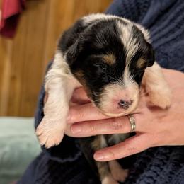 Keese - Black tri-color female Australian Shepherd puppy in Woodinville, Washington from Cornerstone Australian Shepherds