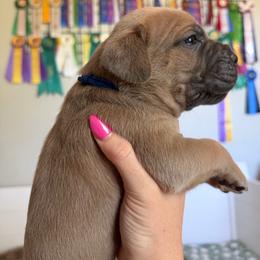 Boy 2 - Fawn male Cane Corso puppy in Briggs, Texas from Capital City Corso’s