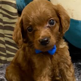 Biscuit - Red  male Goldendoodle puppy in Centralia, Missouri from Oodles Of Doodles Mo.
