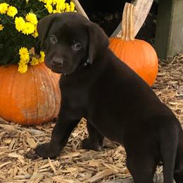 Dilute Retriever and Labrador Retriever Puppies from CKB Labradors