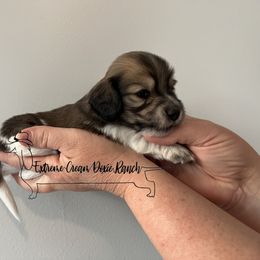 Dachshund Puppies from Extreme Cream Doxie Ranch