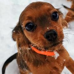 Akita, Russian Toy, and Whippet Puppies from Crossway Akitas, Whippets, & Russian Toys