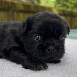 Male 1 - Black and white male Shih Tzu puppy in Mobile, Alabama from FluffyTail Shih Tzu