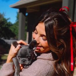 Braxien - Blue French Bulldog puppy in Greenville, Texas from Cowboy Frenchies