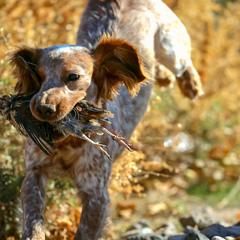 Chile - English Cocker Spaniel