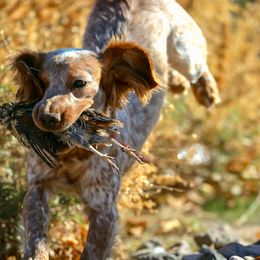 Chile - English Cocker Spaniel