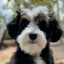 Aussiedoodles and Bernedoodles from Sassy Pants Pups