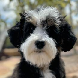 Aussiedoodles and Bernedoodles from Sassy Pants Pups
