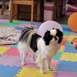 Kiki - Japanese Chin