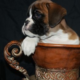 Boxer Puppies from Big Mac Boxers
