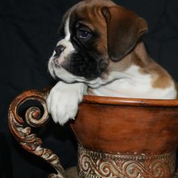 Boxer Puppies from Big Mac Boxers
