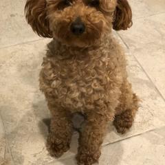 Chewie - Poodle