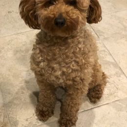Chewie - Poodle