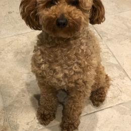Chewie - Poodle