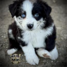 Tin man - male Toy Australian Shepherd puppy in El Dorado Springs, Missouri from HP Aussie Kennels