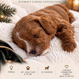 Juniper - Red female Cavapoo puppy in Gilbert, Arizona from Arizona Toy Cavapoos – Health‐Tested & Home‐Raised