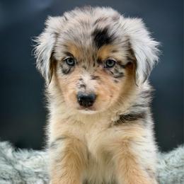 Pearl - Blue merle female Australian Shepherd puppy in Petersburg, Indiana from Royal Aussie’s