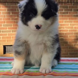 Waffle fry - Blue merle male Australian Shepherd puppy in Bumpass, Virginia from Glitterati Australian Shepherds