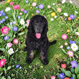 Ella - Phantom female Poodle puppy in Port Orange, Florida from Daytona’s Standard Poodles
