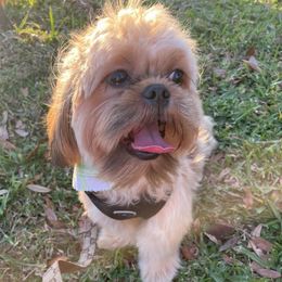 Chewy - Shih Tzu