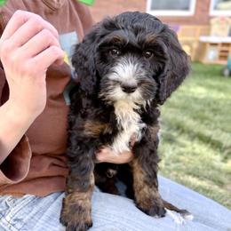 Enchilada - Tri-color male Bernedoodle puppy in Roy, Utah from Doodles are Amazing