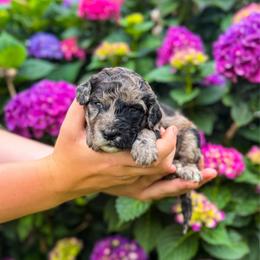 Bluebell (Bell) - Merle female Labradoodle puppy in Elizabeth City, North Carolina from Howdy Doodles
