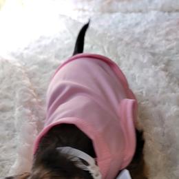 Dachshund Puppies from CLARK'S BREEDING PROGRAM