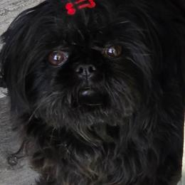 Bonita - Shih Tzu